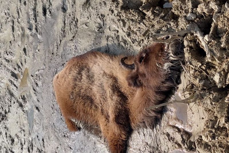 Uhynulá zubří samička - klikněte pro zobrazení detailu