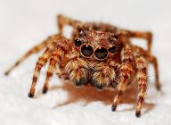 Máte rádi čaj? Možná se pomalu měníte na Spidermana: Víte, co je eDNA? Vědci se zaměřili na její…