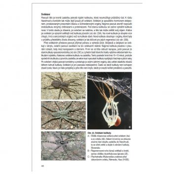 Ukázka z knihy Pavouci české republiky - klikněte pro zobrazení detailu