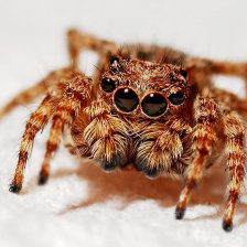 Máte rádi čaj? Možná se pomalu měníte na Spidermana