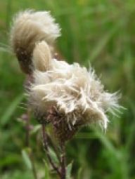 Pcháč oset - Cirsium arvense: Jeden z nejrobustnějších u nás rostoucích…