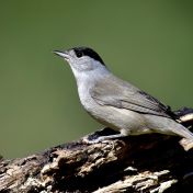 Pěnice černohlavá, pták roku 2026 a klíčový druh pro jeden vánoční symbol