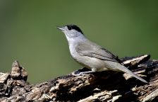 Pěnice černohlavá, pták roku 2026 a klíčový druh pro jeden vánoční symbol