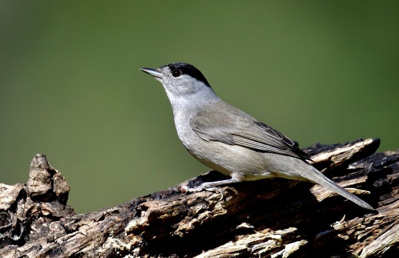 Pěnice černohlavá samec - klikněte pro zobrazení detailu Pěnice černohlavá samec - klikněte pro zobrazení detailu