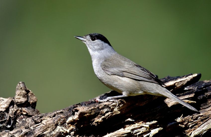 Pěnice černohlavá, pták roku 2026 a klíčový druh pro jeden vánoční symbol: Pěnice černohlavá, nenápadný ptáček s flétnovým…