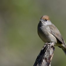 Pěnice černohlavá samice