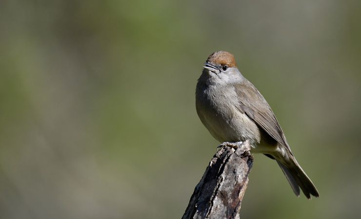 zobrazit detail snímku: Pěnice černohlavá samice