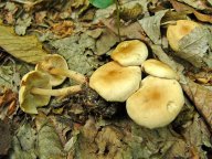 Penízovka dubová - Collybia dryophila: Penízovka dubová roste v listnatých i...