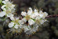 Květy a plody Květy a plody