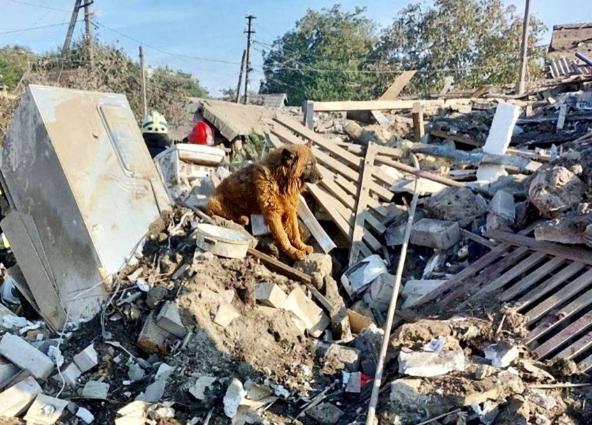 Tragický osud psa, který najednou přišel o všechno: Nesmyslná válka na Ukrajině vytváří neustále...