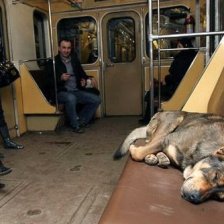 Psi v moskevském metru