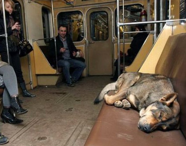 zobrazit detail snímku: Psi v moskevském metru