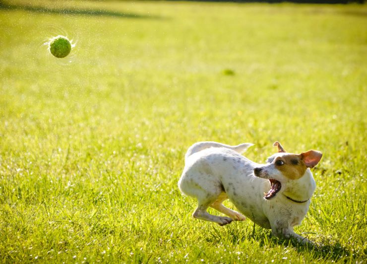 zobrazit detail snímku: Pes a míček.