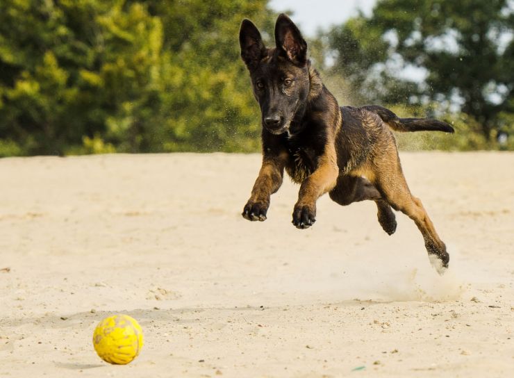 zobrazit detail snímku: Pes a míček.