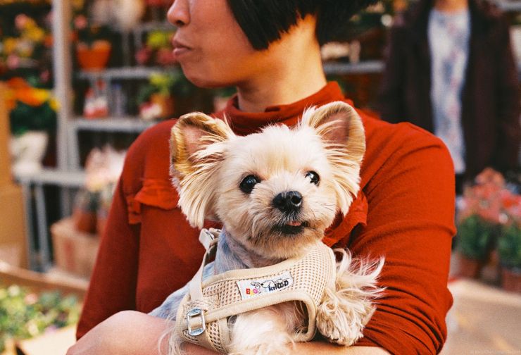 zobrazit detail snímku: Domácí mazlíček.