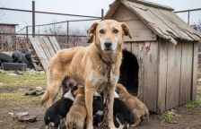 Už žádní psi na řetězu, povinné čipování štěňat, maximálně tři samice bez nahlášení - zásadní novinky v ochraně zvířat