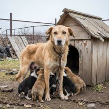 Už žádní psi na řetězu, povinné čipování štěňat, maximálně tři samice bez nahlášení - zásadní novinky v ochraně zvířat