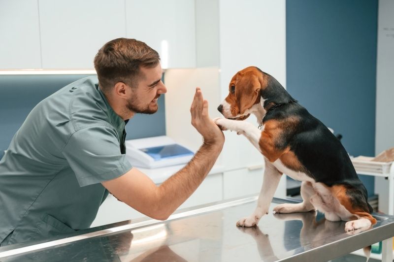 Pes u veterináře - klikněte pro zobrazení detailu Pes u veterináře - klikněte pro zobrazení detailu