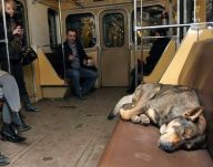 Chytří toulaví psi v moskevském metru: Metro zná snad každý z nás, ale metro v Moskvě…