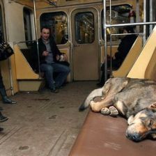 Psi v moskevském metru