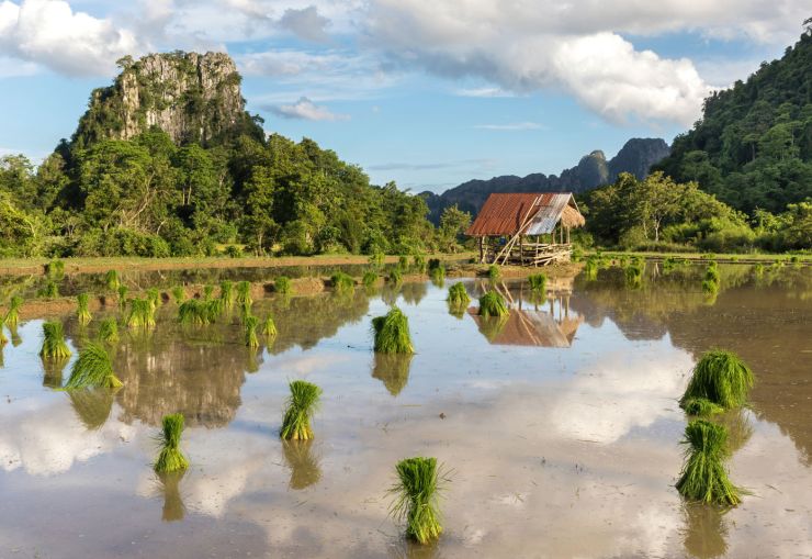 zobrazit detail snímku: Tradiční pěstování rýže v Laosu.