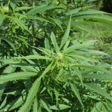 Cannabis sativa