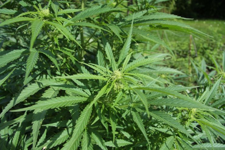 zobrazit detail snímku: Cannabis sativa