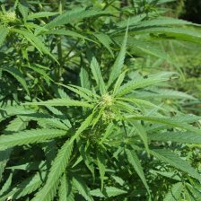 Cannabis sativa