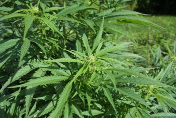 zobrazit detail snímku: Cannabis sativa