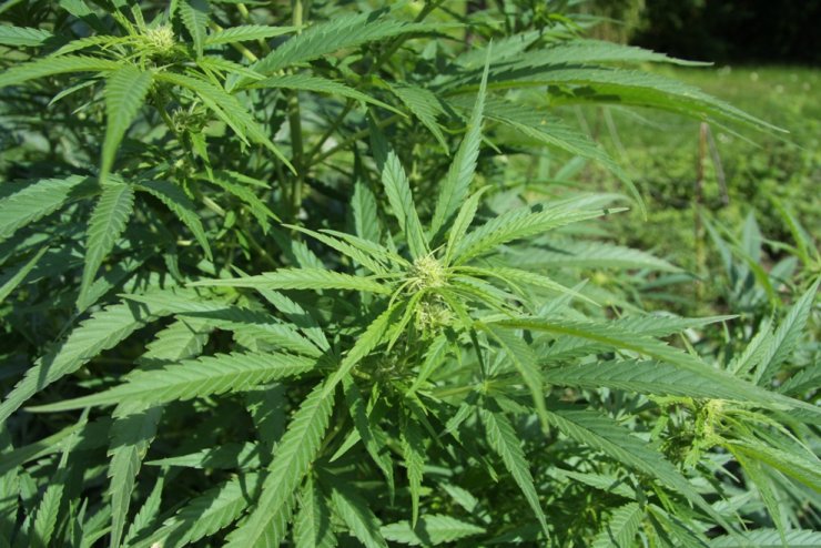 zobrazit detail snímku: Cannabis sativa