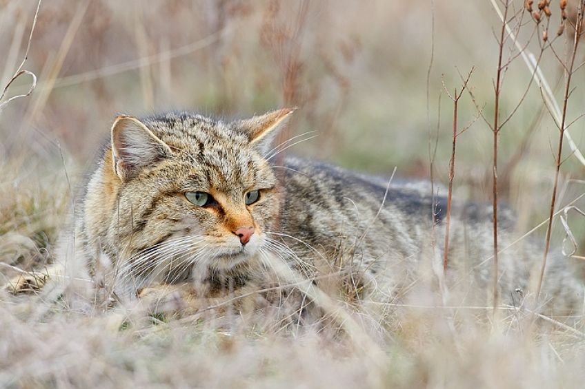 Kočka divoká -  její návrat a ohrožení její zdomácnělou příbuznou: Před pár dny se v médiích objevila zpráva, že…