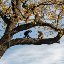 Giboni bělolící v novém výběhu, kde mají i vzrostlý strom, do jehož koruny mohou vylézt.