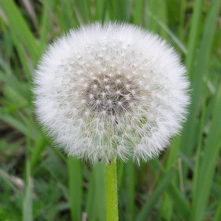 zobrazit detail snímku: Květ 9