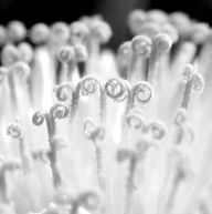 Detaily květů Detaily květů