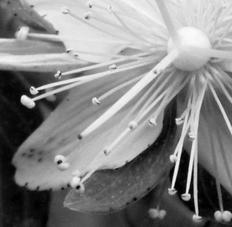 zobrazit detail snímku: Květ 4 - detail