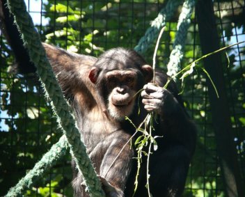 Šimpanzí hrátky 2 - klikněte pro zobrazení detailu
