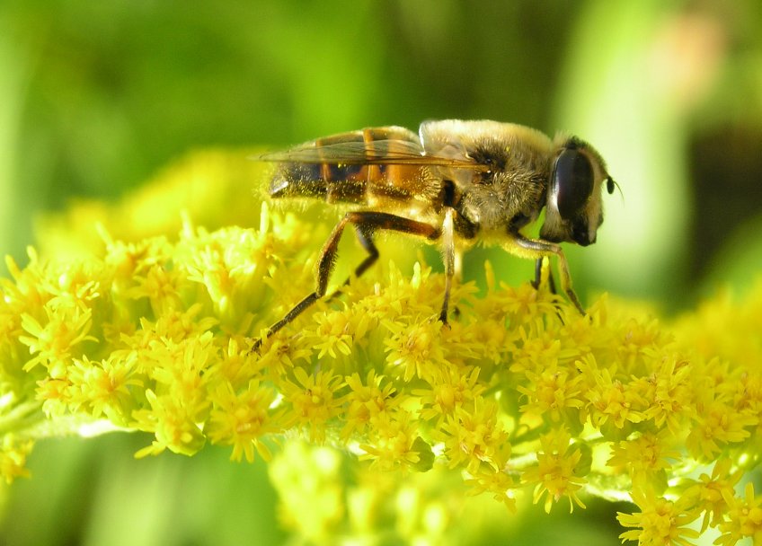 Včela medonosná - klikněte pro zobrazení detailu
