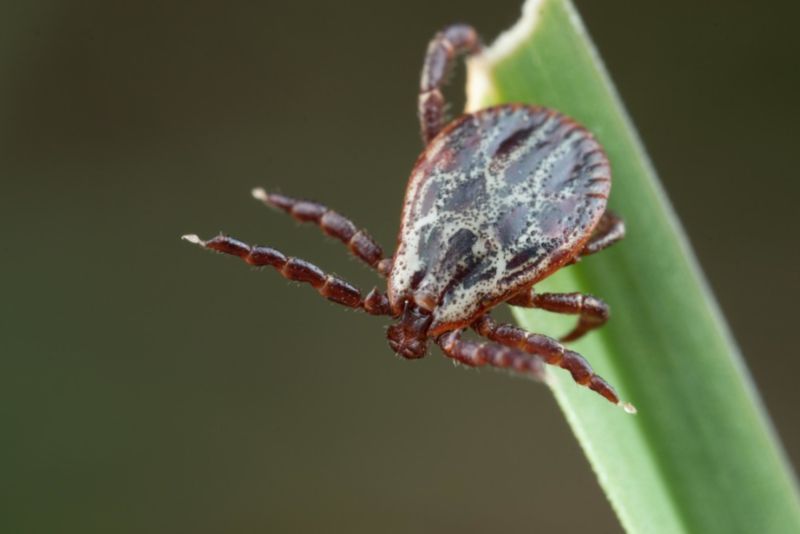 piják lužní - klikněte pro zobrazení detailu piják lužní - klikněte pro zobrazení detailu