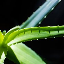 Aloe vera – hojivá pokojovka