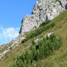 Kamziky