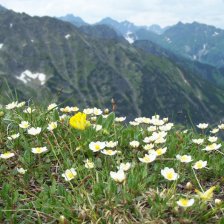 Dryas octopetalla