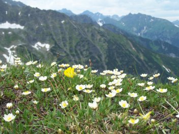 Dryas octopetalla - klikněte pro zobrazení detailu