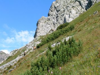 Kamziky - klikněte pro zobrazení detailu