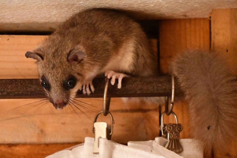 Plch velký v domě - klikněte pro zobrazení detailu