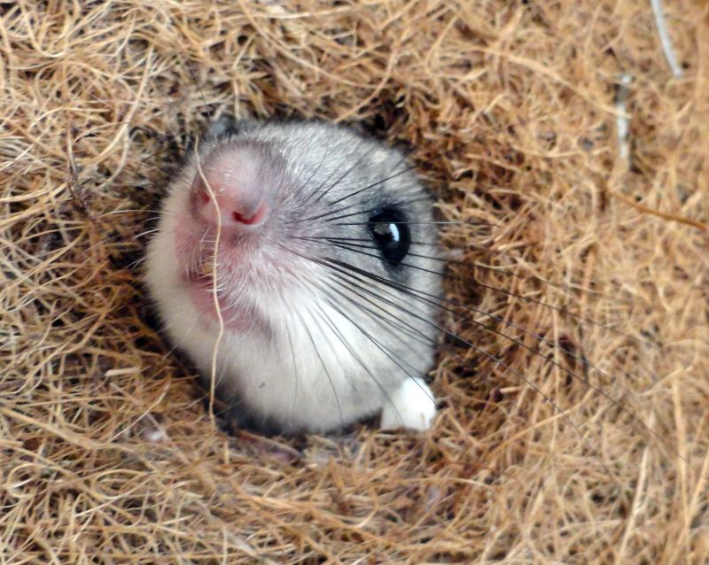 Plch velký - klikněte pro zobrazení detailu