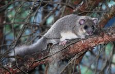 Plch velký, největší zimní spáč české přírody