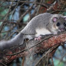 Plch velký, největší zimní spáč české přírody Plch velký, největší zimní spáč české přírody