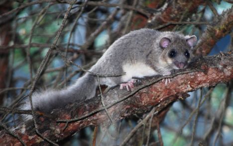 Plch velký, největší zimní spáč české přírody