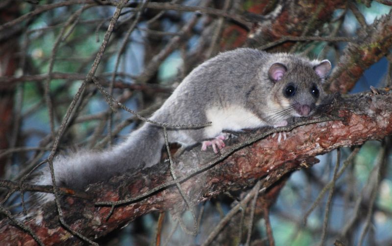 Plch velký - klikněte pro zobrazení detailu