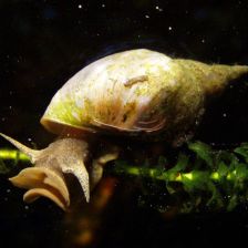 Sladkovodní plž Plovatka bahenní (Lymnaea stagnalis)